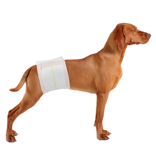 PetsWorld Disposable Dog Wraps for Male Dogs, Adjustable, Super Absorbent Diapers_